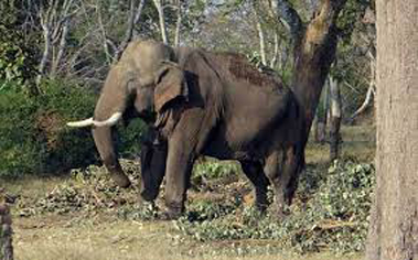 Terror of Wild Elephants in Chhattisgarh 36 घंटे में हाथियों ने की तीसरी हत्या