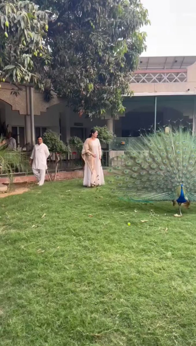 शहनाज गिल ने मोर के साथ अपने क्यूट डांस से फैलाई खुशियां Shehnaaz Gill Dances with Peacock