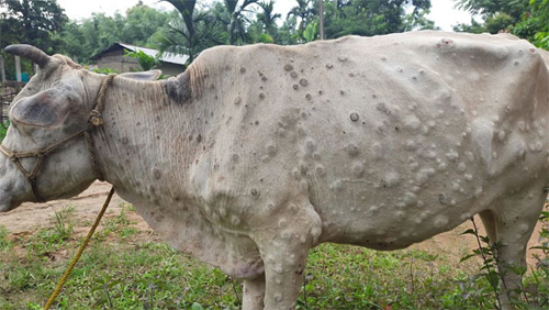 लम्पी वायरस से इंदौर में पहली मौत की सूचना