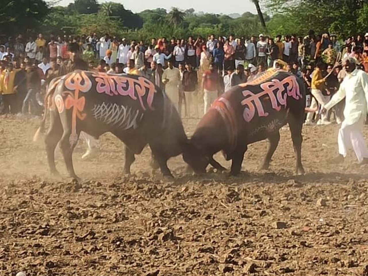 फोपनार मेले में पाड़ों की कराई गई टक्कर, आयोजकों पर धारा 188 के तहत केस दर्ज