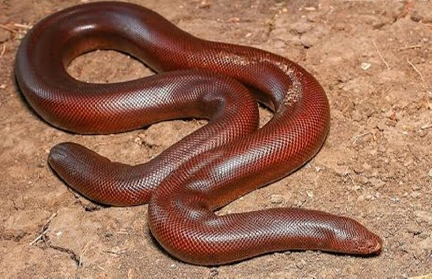 Sand Boa Snake: पांढुर्णा में मिला दो करोड़ कीमत का सांप, कुछ लोग करते है इस सांप की तस्करी