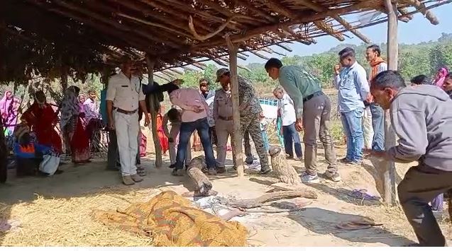 बालाघाट: तेदुआ ने किया ग्रामीण किसान का शिकार, मौके पर मौत