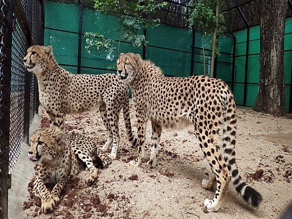 Project Cheetah: कूनो नेशनल पार्क में दक्षिण अफ्रीका से जल्द आएंगे 12 चीते, एमओयू को मिली मंजूरी,आने वाले चीतों के लिए बनाए गए है आठ नए बाड़े