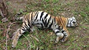 Panna Tiger Body Found Hanging: पेड़ पर फंदे से लटका मिला बाघ का शव, वन विभाग में मचा हड़कंप!