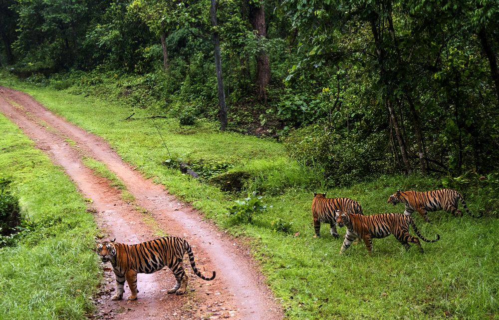 Kanha National Park: नया साल मनाने पर्यटक पहुचे कान्हा राष्ट्रीय उद्यान,  इन दिनों कान्हा नेशनल पार्क बाघों से है गुलजार 