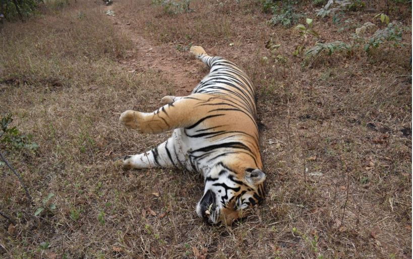 Panna Tiger Reserve: करंट लगने से पन्ना टाइगर रिजर्व में फिर हुई एक बाघ की मौत