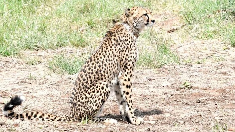 Kuno National Park: किडनी इंफेक्शन से   बीमार मादा चीता शाशा की सेहत में आया सुधार