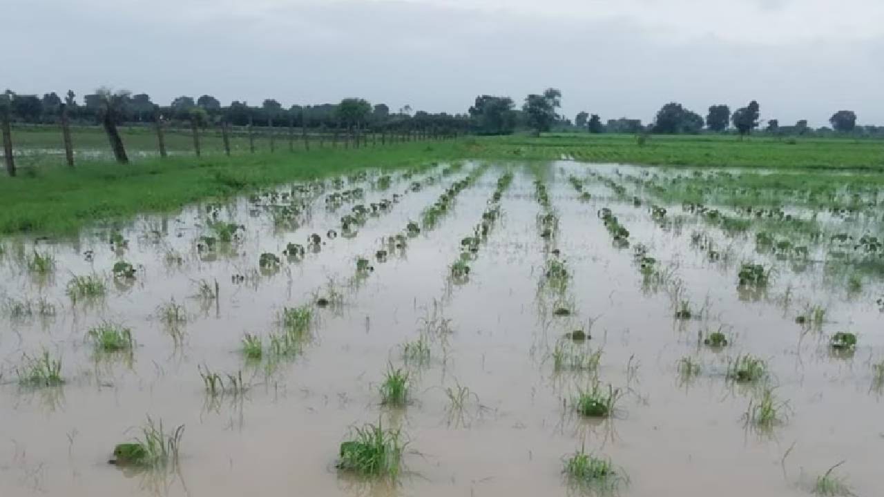 पुष्पराजगढ़: बारिश और ओले से सैकड़ो एकड़ फसल हुई बर्बाद, अलर्ट जारी