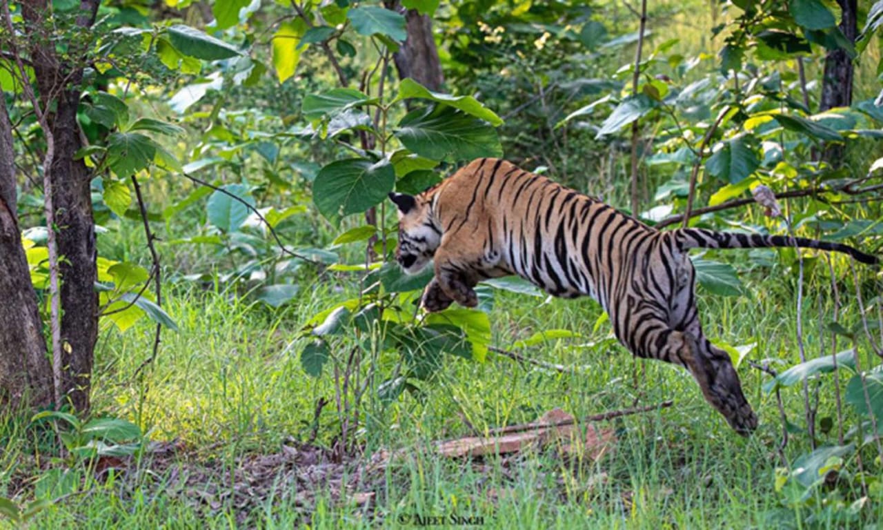 Madhav National Park: माधव नेशनल पार्क में एक बार फिर गूंजेगी बाघों की दहाड़