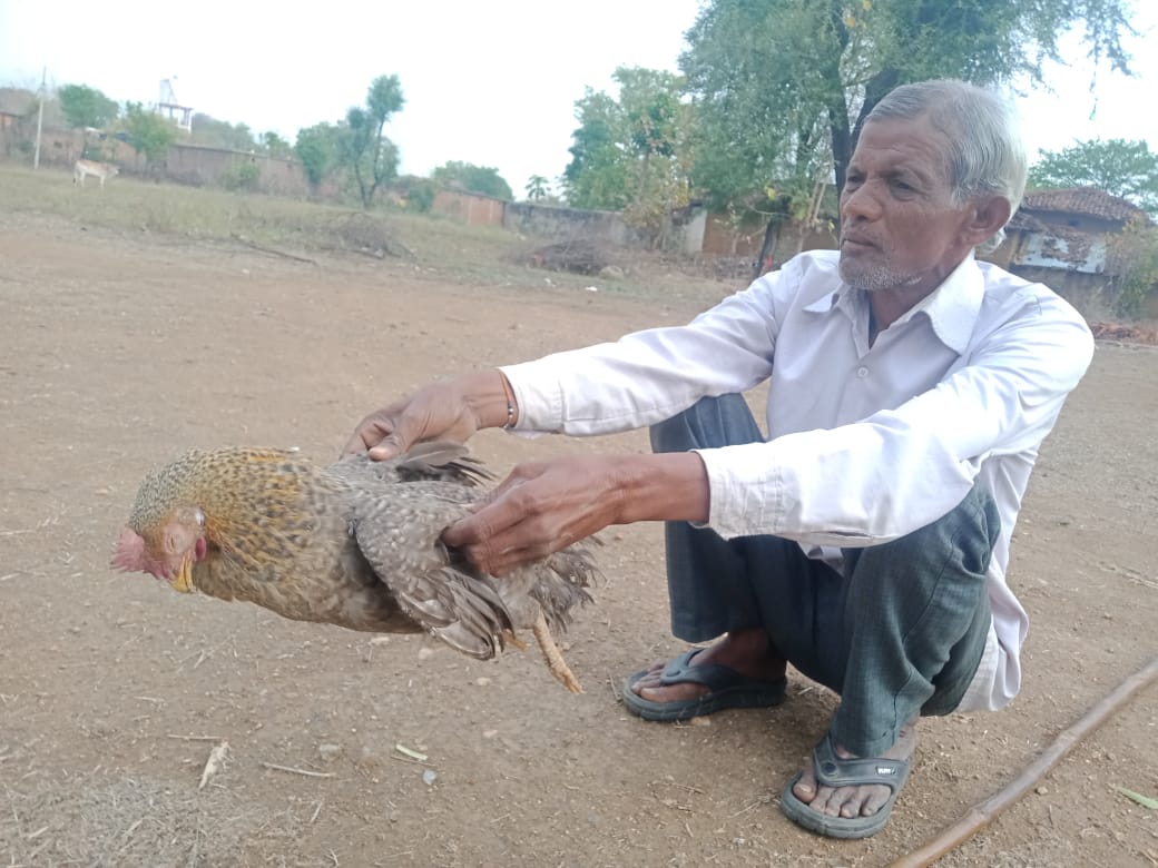 Sidhi: बर्ड-फ्लू से सैकडो मूर्गिया मरी,जिले के मुर्गी पालको में मायूसी