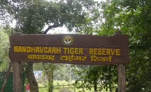 Bandhavgarh National Park: 18 माह के बाघ शावक की मौत