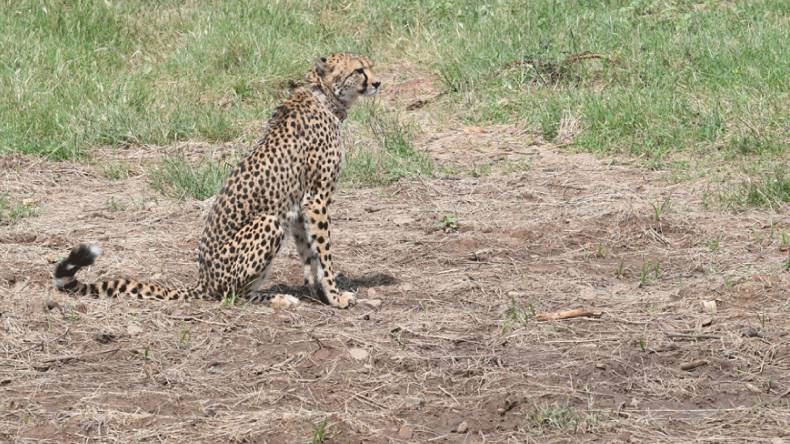 Kuno National Park Cheetah: कूनो नेशनल पार्क में रह रहे चीतों का हाल, 3 की मौत 4 शावकों को हुआ जन्म