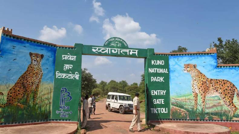 Kuno National Park: कूनो नेशनल पार्क के चीतों को किया जाएगा शिफ्ट, जानें वजह