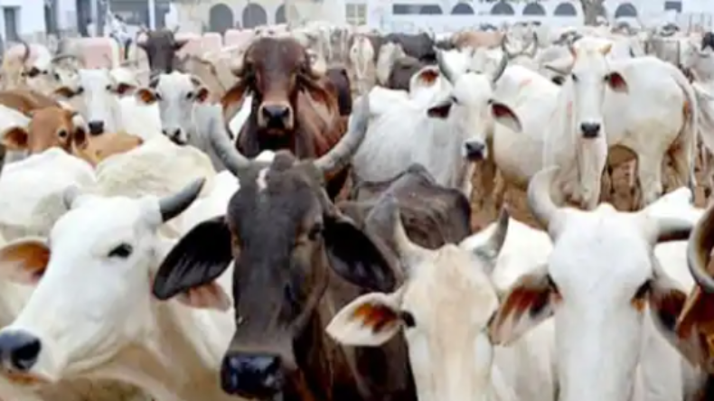 Cow Policy: महिलाओं के बाद अब गौ माता पर मुख्यमंत्री  शिवराज का फोकस