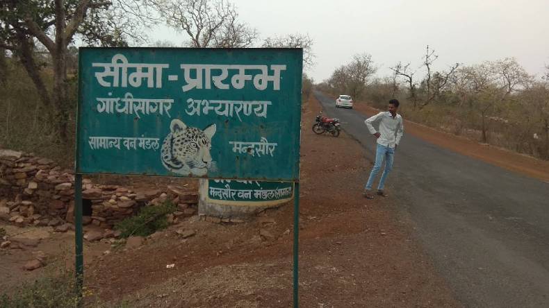 Gandhi Sagar Wildlife Sanctuary: प्रोजेक्ट चीता पर लगा ग्रहण..जानें क्या है वजह