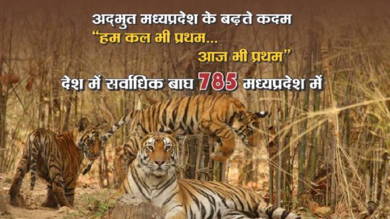 Tiger populations increased: राज्यवार बाघों की संख्या में मध्यप्रदेश बना नंबर-1, मुख्यमंत्री ने दी बधाई