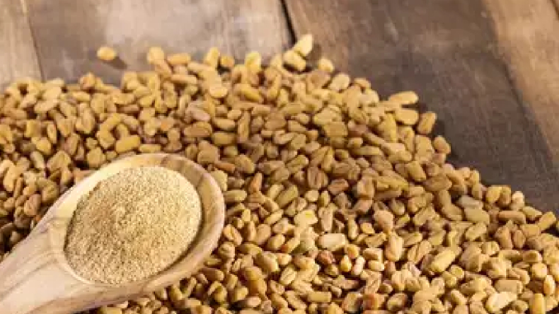 Fenugreek for hair: मेथी दानों को बालों में लगाने के फायदे