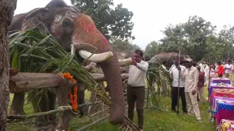 Gajraj mahotsav: बांधवगढ़ टाइगर रिजर्व में हाथी महोत्सव शुरु, खुशी से झूम रहें हाथी