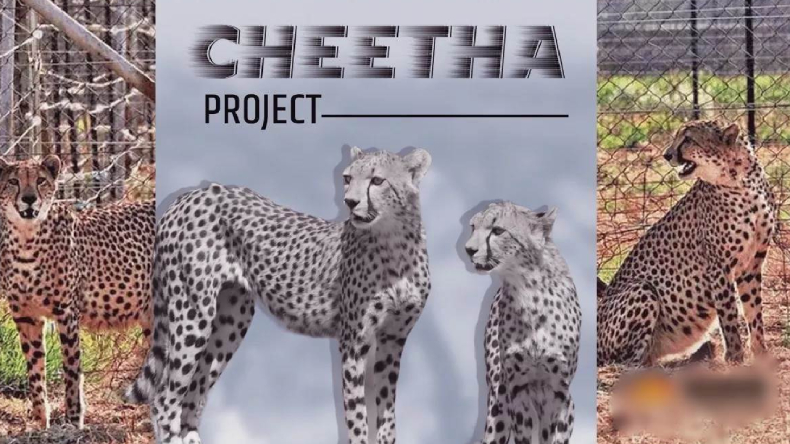 Cheetah project one year: प्रोजेक्ट चीता को एक साल पूरा, चीतों की सलामती के लिए किया महामंत्रोचार जाप