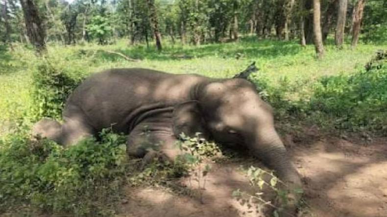 Death of wildlife: मध्यप्रदेश की धरती पर नहीं थम रहा वन्यजीवों के मौत का सिलसिला, बांधवगढ़ टाइगर रिजर्व में हथिनी लक्ष्मी की मौत