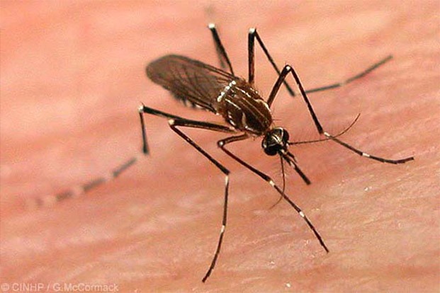 Dengue in Bangladesh: सर्दियों में बढ़ रहे हैं डेंगू के मामले ,बचने के लिए करें ये उपाय