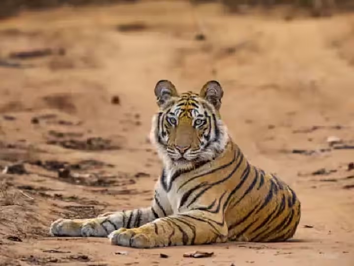 Sehore Tigress Rescue: बाघिन को पकड़ने के लिए सड़क किनारे बांधा बकरा, फिर हुआ कुछ ऐसा जिससे मचा हडकंप