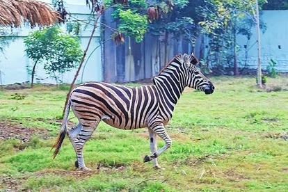 Indore Zoo: चिड़ियाघर में विदेशों से लाए गए जानवर और पक्षी, अफ्रीकी जेब्रा बढ़ाएंगे रौनक