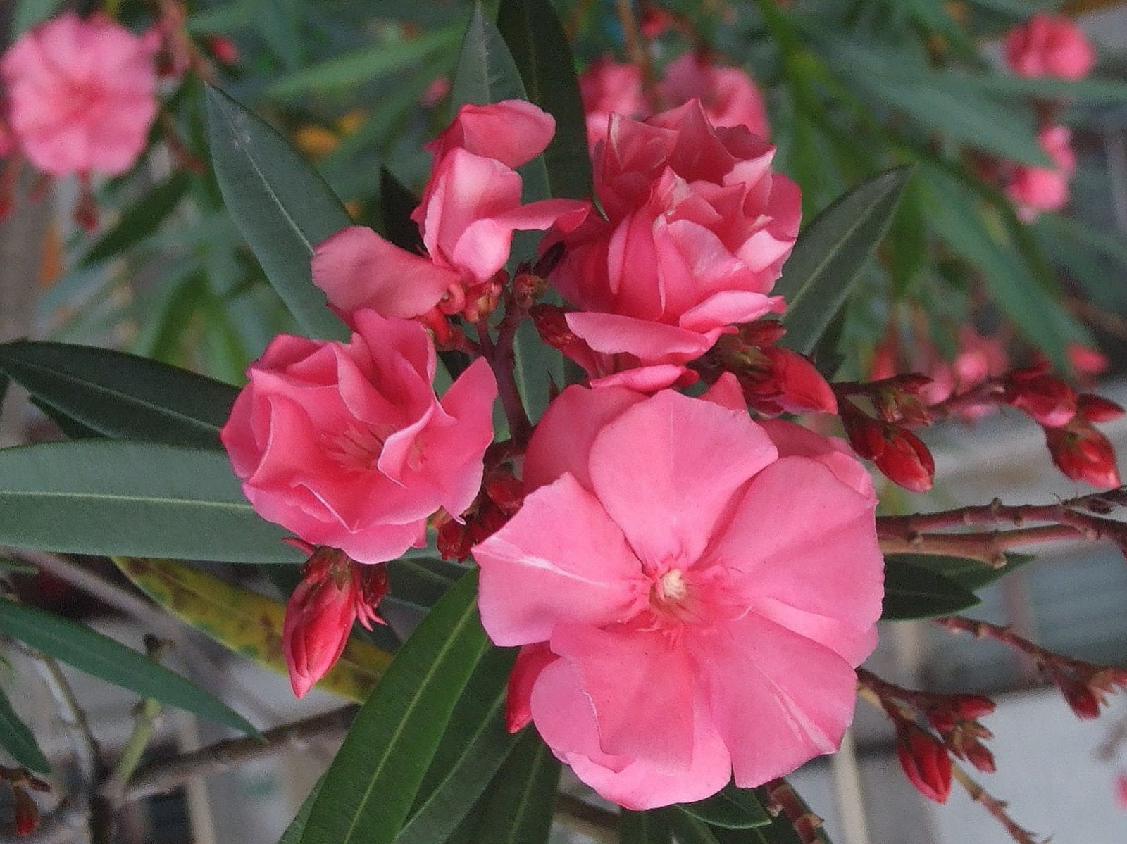 Benefits of Oleander: पीरियड्स के दर्द से लेकर मुहांसों के लिए रामबाण है कनेर का फूल, जानें कैसे करें इस्तेमाल 