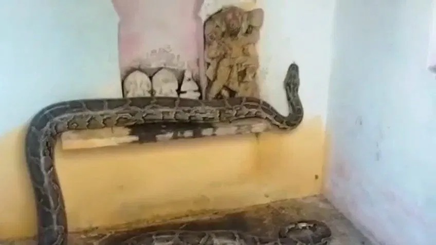 Python in temple: पहले अजगर सांप ने शिवलिंग को किया स्पर्श, बजरंगबली के छुए पैर, पढ़ें ये हैरान कर देने वाली खबर