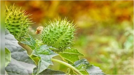 Datura Benefits: क्या होता है धतूरा? जानें इसे खाने के फायदे