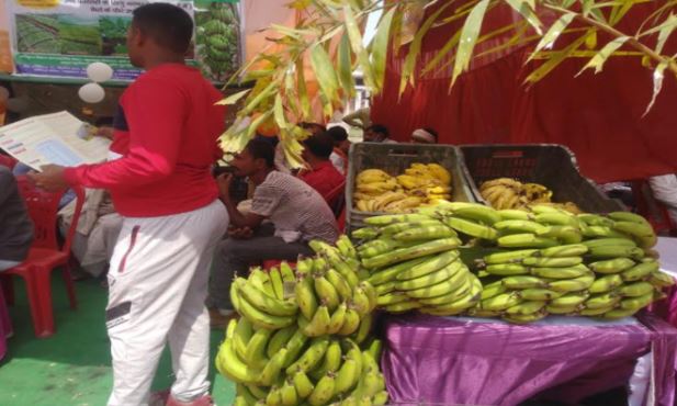 Banana Festival: मध्य प्रदेश में अनूठे उत्सव का ऐलान, जानिए कब से शुरू होगा बनाना फेस्टिवल और क्यों है खास