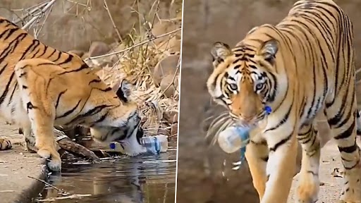 Viral: जगंल में फेंकी पानी की बोतलें, फिर Tiger ने जो किया देख हैरान रह जाएंगे