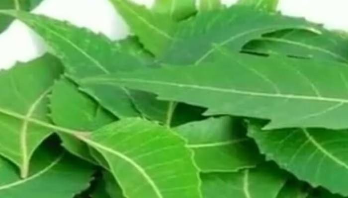 Neem Health Benefits: रोज खाएं 100 ग्राम नीम के पत्ते, सेहत पर कैसा होगा असर? जानकर खुल जाएंगी आंखें