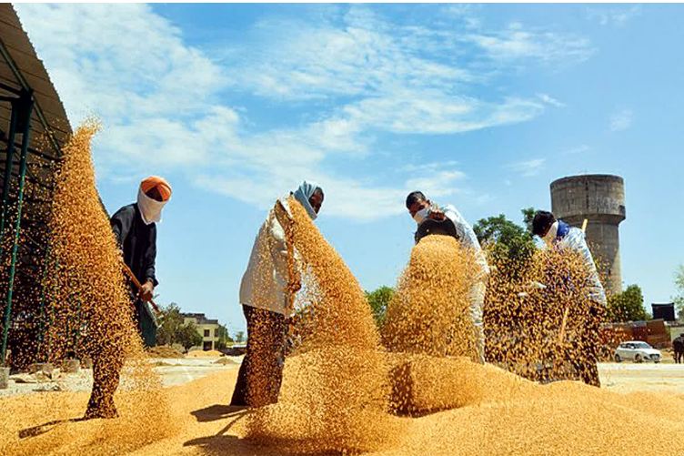 Wheat Procurement: मध्यप्रदेश के किसानों को मिली बड़ी राहत, गेहूं खरीदी की बढ़ी तारीख