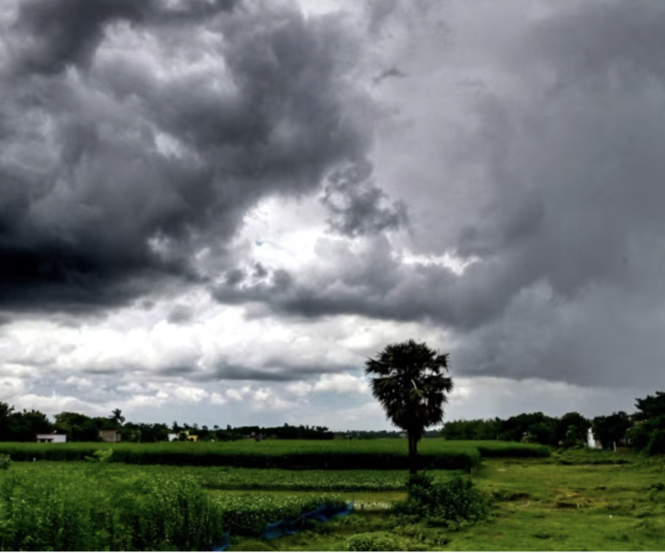 MP Weather: पांच जिलों में पहुंचा मानसून, राजधानी में 25 साल बाद रिकॉर्ड प्री-मानसून बारिश