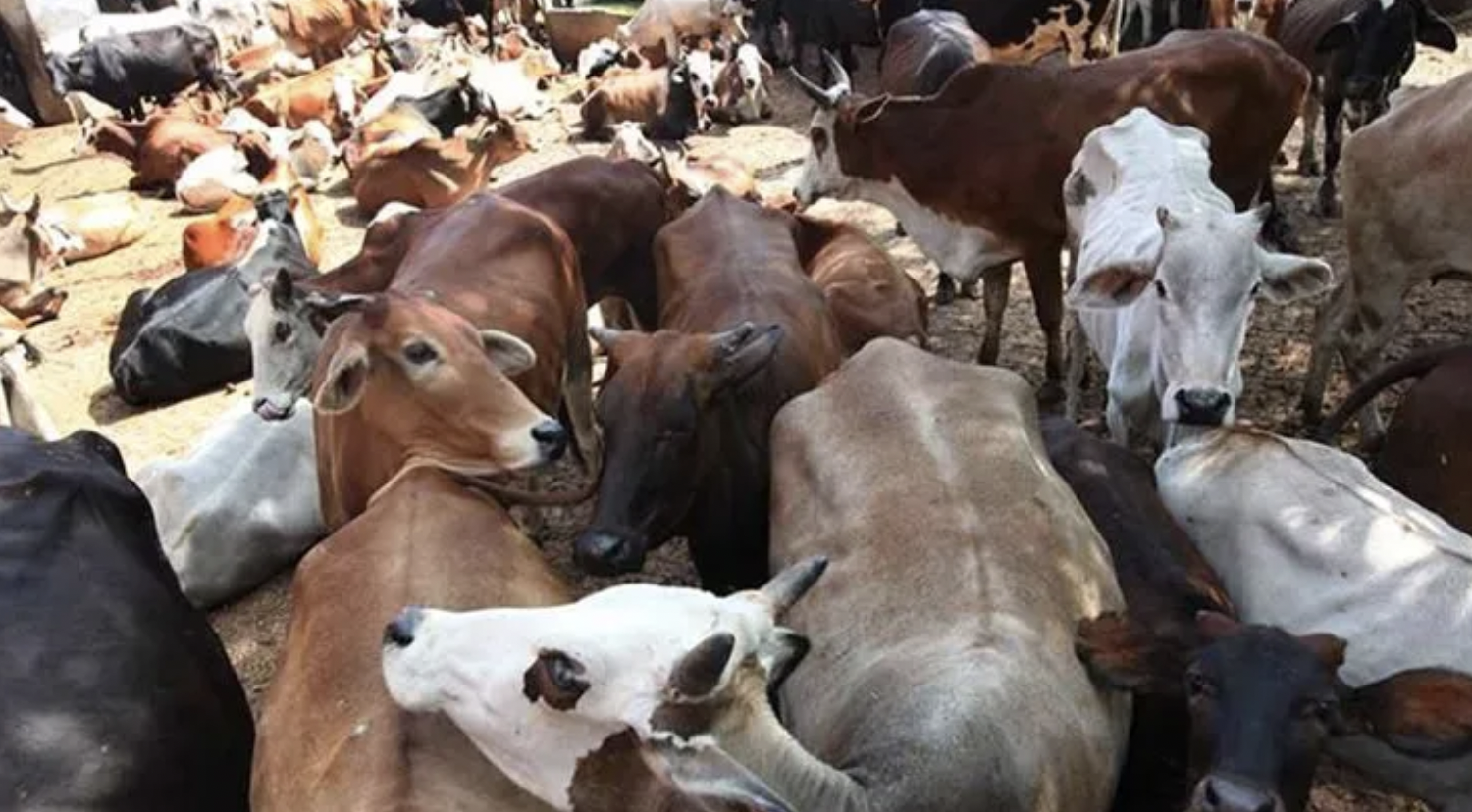 MP Animal Skulls case: गौवंश हत्या के आरोप में 24 लोग  गिरफ्तार, पुलिस ने कहा ‘सांप्रदायिक हिंसा भड़काने’ की साजिश