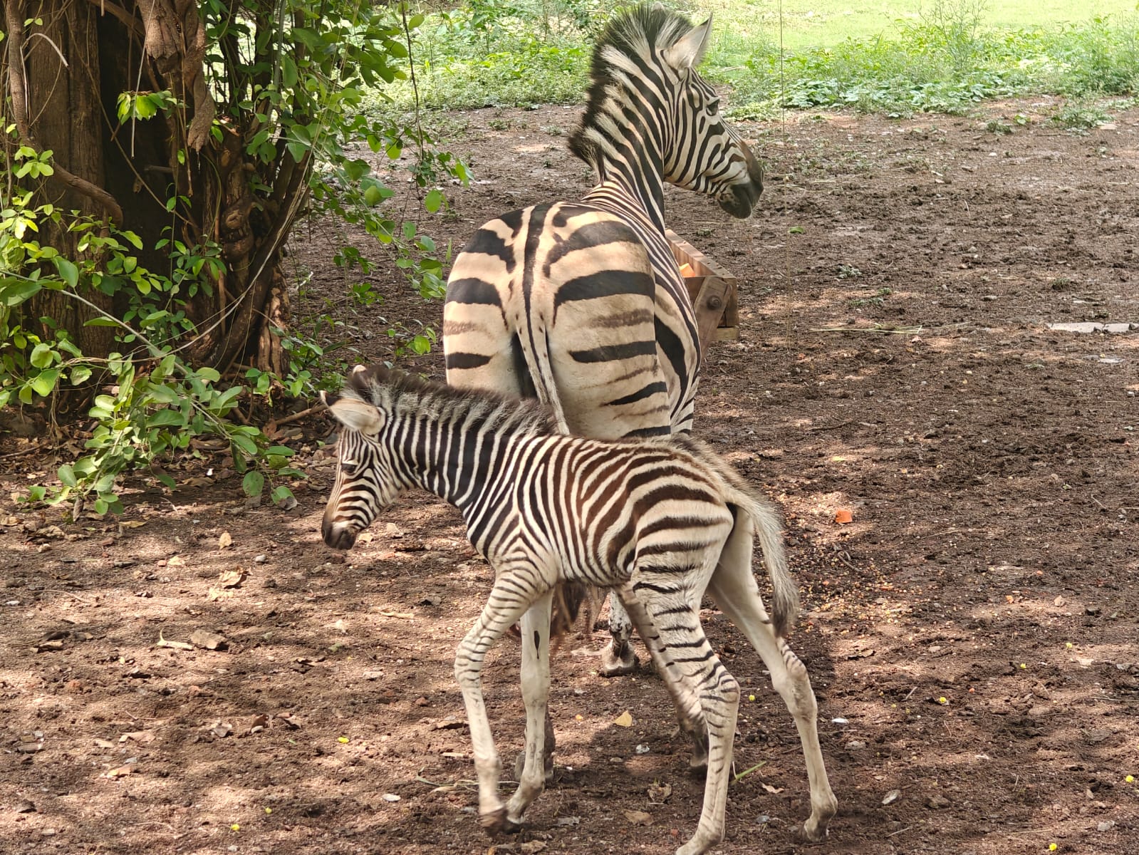 Indore Zoo: इंदौर चिड़ियाघर में गूंजी किलकारी, अफ्रीकी ज़ीब्रा ने दिया बच्चे को जन्म