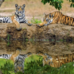 Translocation of Tigers