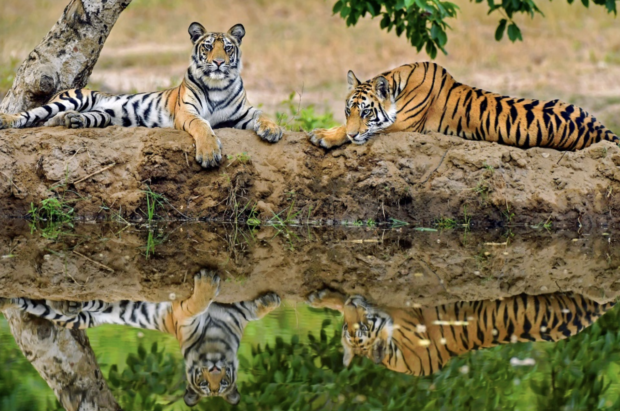 Translocation of Tigers: NTCA ने मध्य प्रदेश से छत्तीसगढ़, राजस्थान और ओडिशा में बाघों के स्थानांतरण को दी मंजूरी