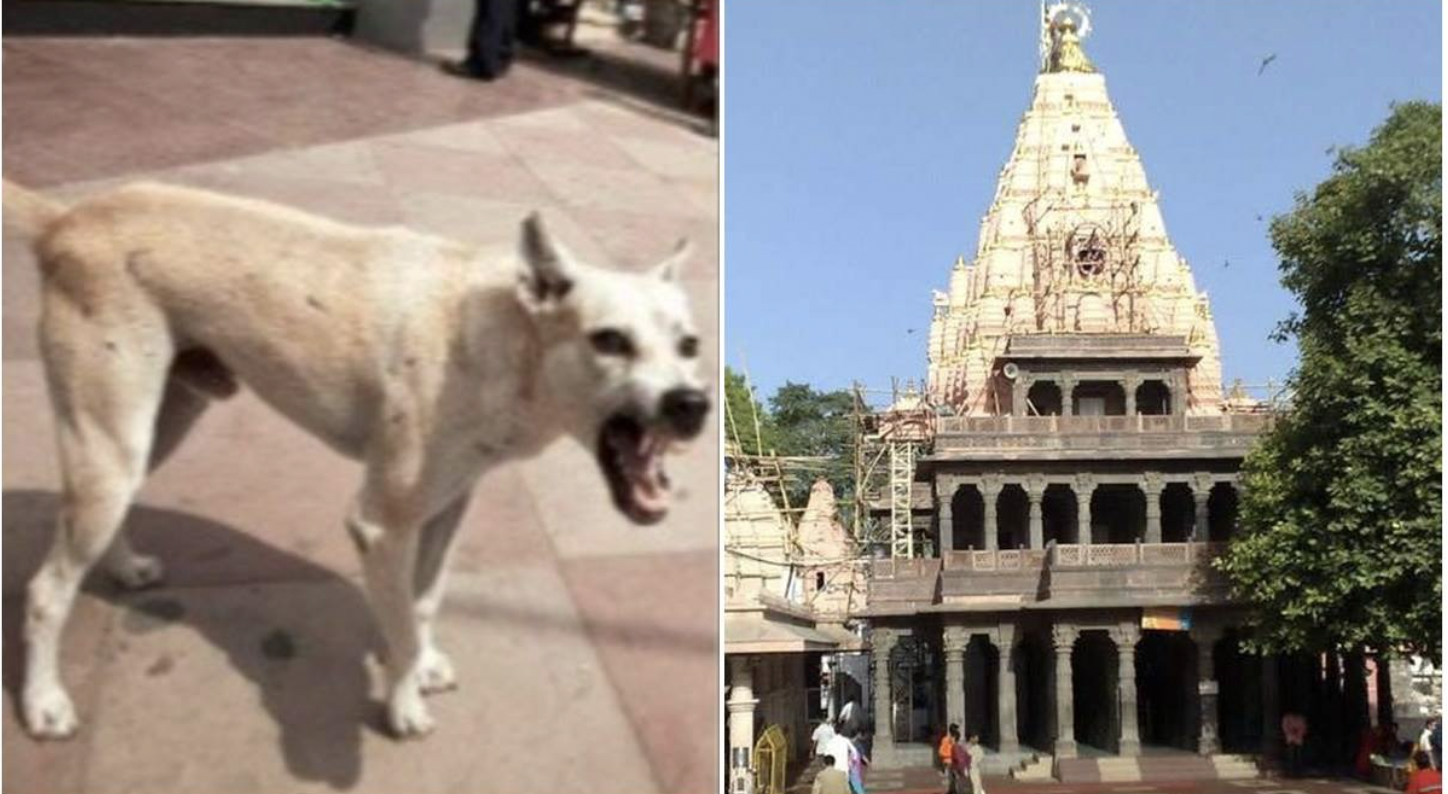 Ujjain Mahakal Security:  महाकालेश्वर मंदिर की सुरक्षा में चूक, गणेश मंडपम में घुसे आवारा कुत्ते, मचा हड़कंप